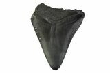 Bargain, Fossil Megalodon Tooth - South Carolina #341368-1